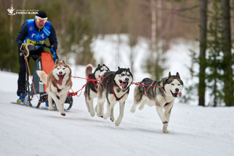 Lapland Kham Pha Que Huong Cua Ong Gia Noel 2 1